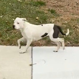 動物保護団体が救助した「白い迷子犬」が…20分後に「別の犬」を救うことになる展開に反響