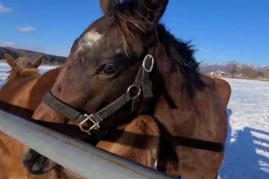 出所：上山牧場ツイッターアカウント