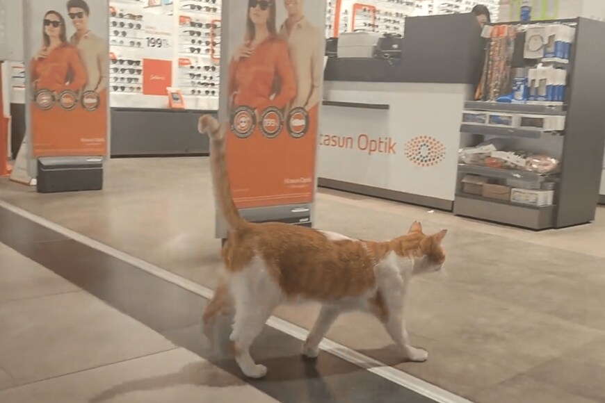 出所：@nekosanpoch