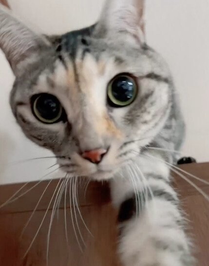 出所：@hikaitimilky