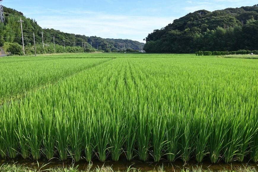 京都府で野鳥撮影中に現れたイタチ　人間のように二本足で直立する姿に「あら、かわいい」