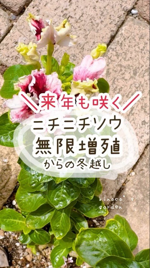 【節約ガーデニング】ニチニチソウの《挿し芽＆冬越し方法》一年草扱いの多年草を翌年も楽しもう