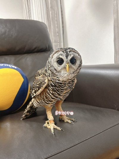 出所：@kanata_akas