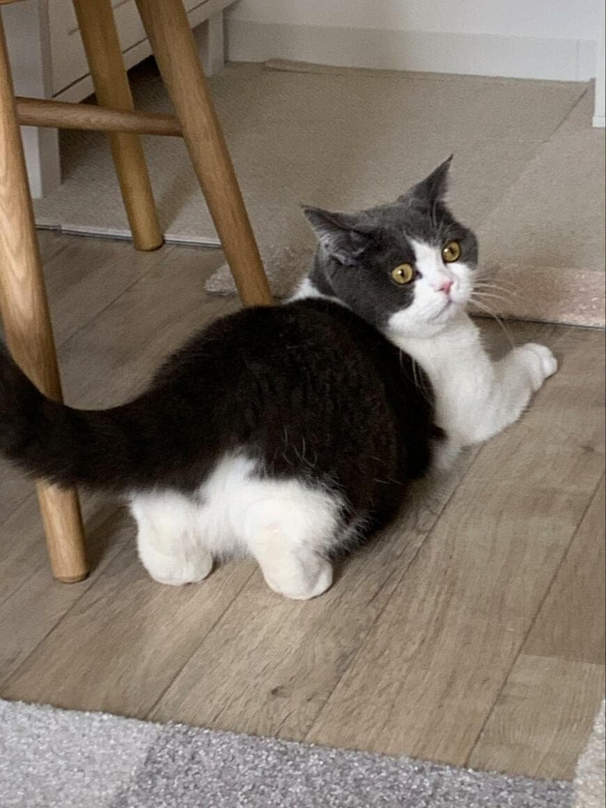 出所：@omochiomoching