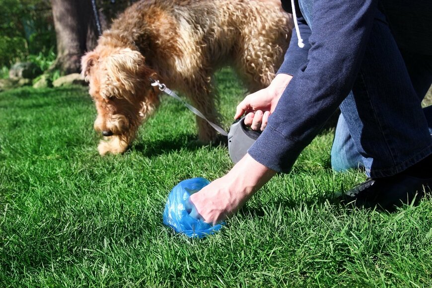 犬のフン害に怒りのチェック!? 「イエローチョーク作戦」の効果は？