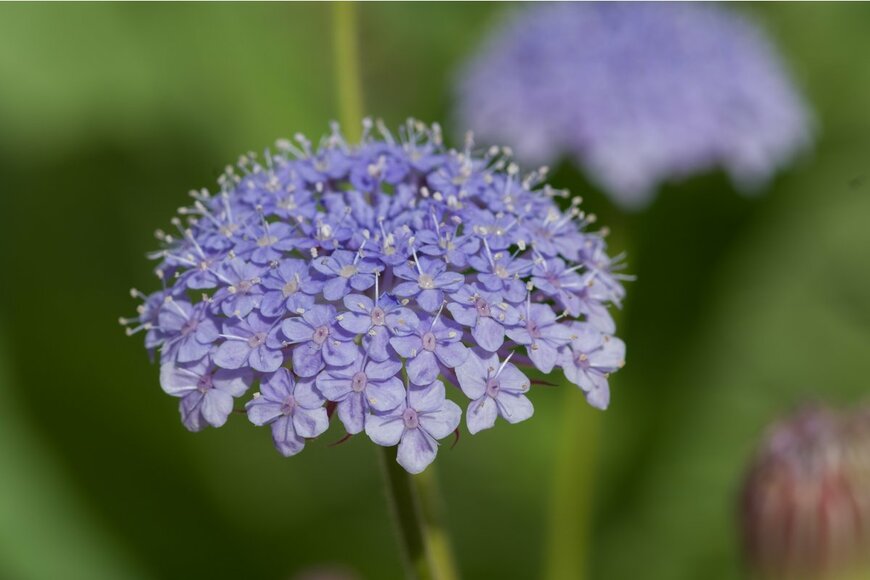 H.Tanaka/Shutterstock.com