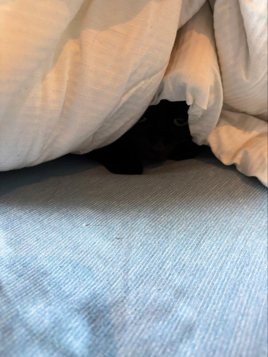 出所：@kuro_asari5bee