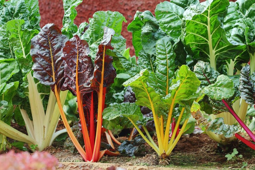 【ガーデニング】家庭菜園でチャレンジしたい「定番以外の野菜」おすすめ5選！