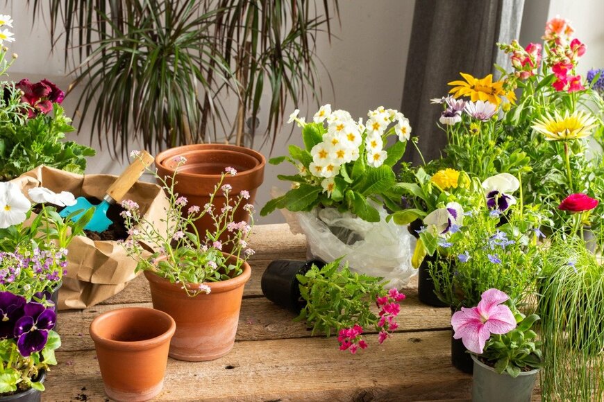 【ガーデニング】今から始める春からの庭作り！「元気に育つ苗の選び方」5つの見極めポイント