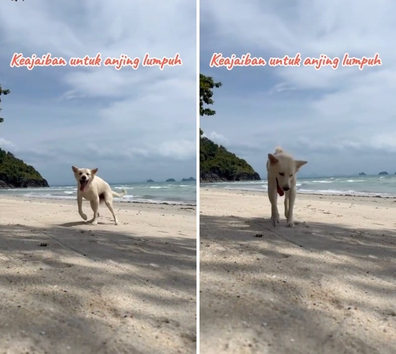 出所：<u><a href="https://www.tiktok.com/@jambidoglover/video/7654465976326475016" target="_blank">@jambidoglover</a></u>