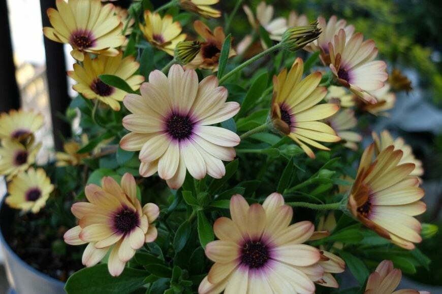 イエローのオステオスペルマムの花