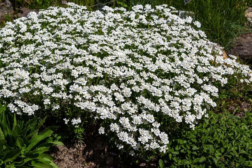 地面に這うように広がる白い小花
