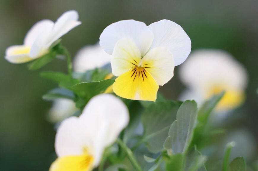 白い花の下部が淡い黄色の、バナナミルクの花