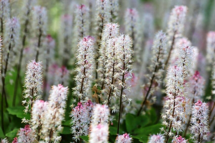 薄いピンクの花を咲かせている、ティアレラ