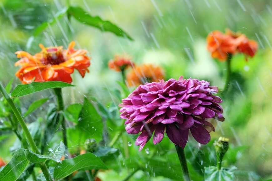 ジニアの花。雨に打たれている。色はオレンジ