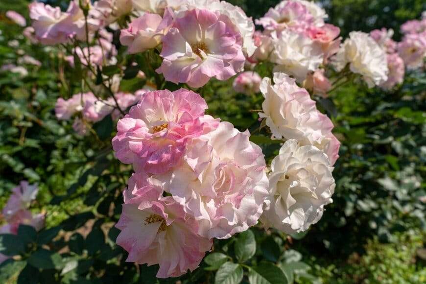 白と淡いピンク色の花びらをもつマチルダ