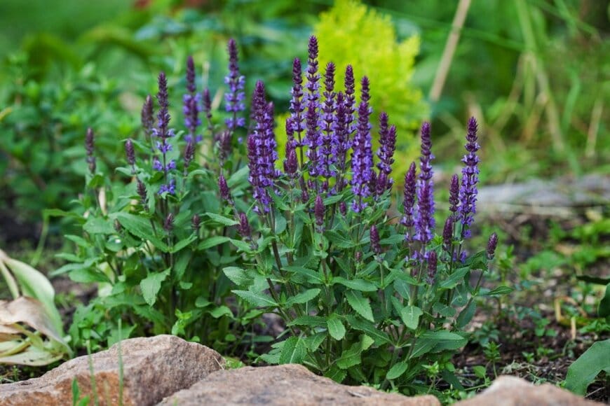 紫色の花を穂状に咲かせているサルビア・ネモローサ