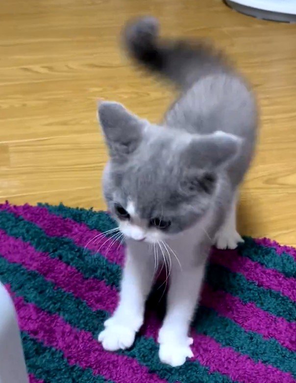 鏡と猫