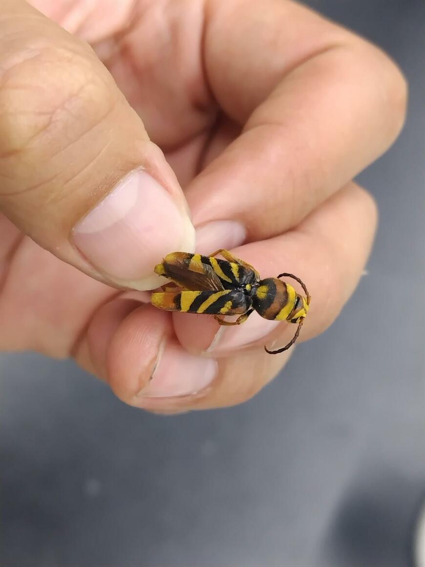 ハチみたいなカミキリムシ