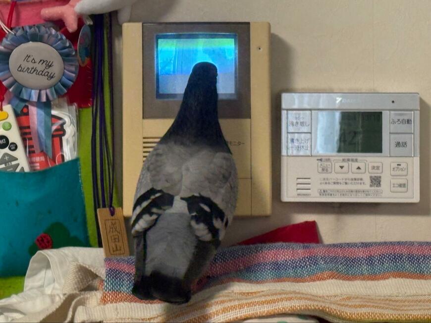 投稿の画像