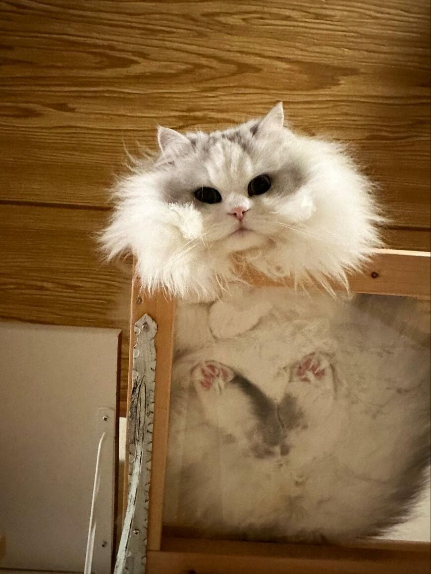 ガラス越しの猫