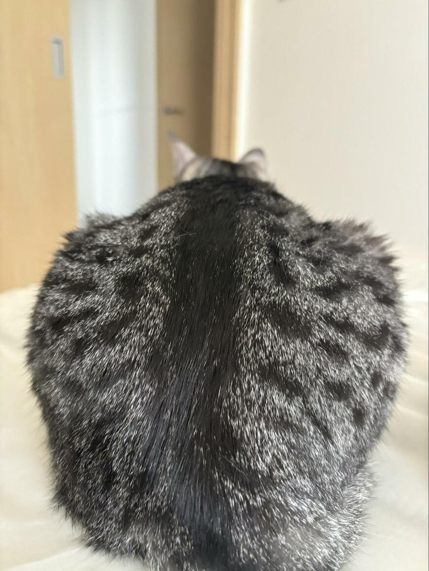 猫の後ろ姿。