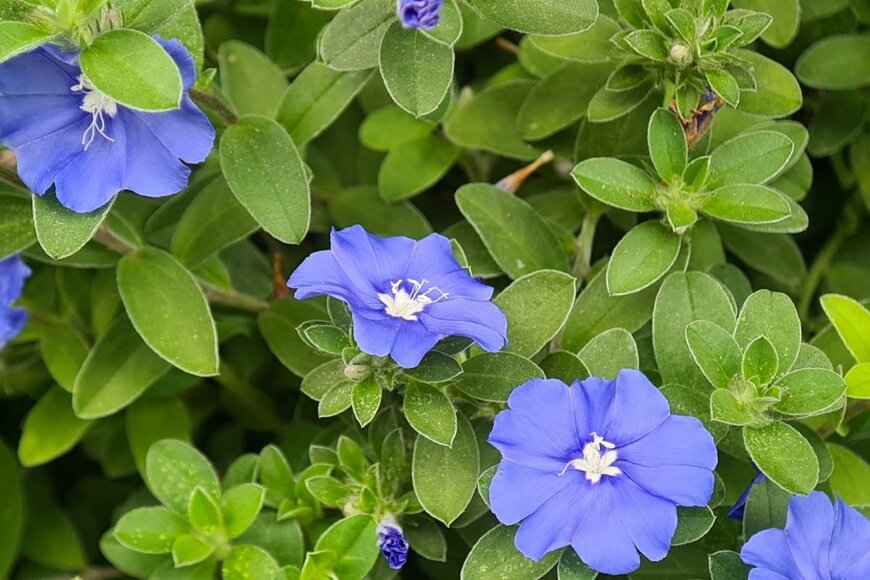 エボルブルスの青い花