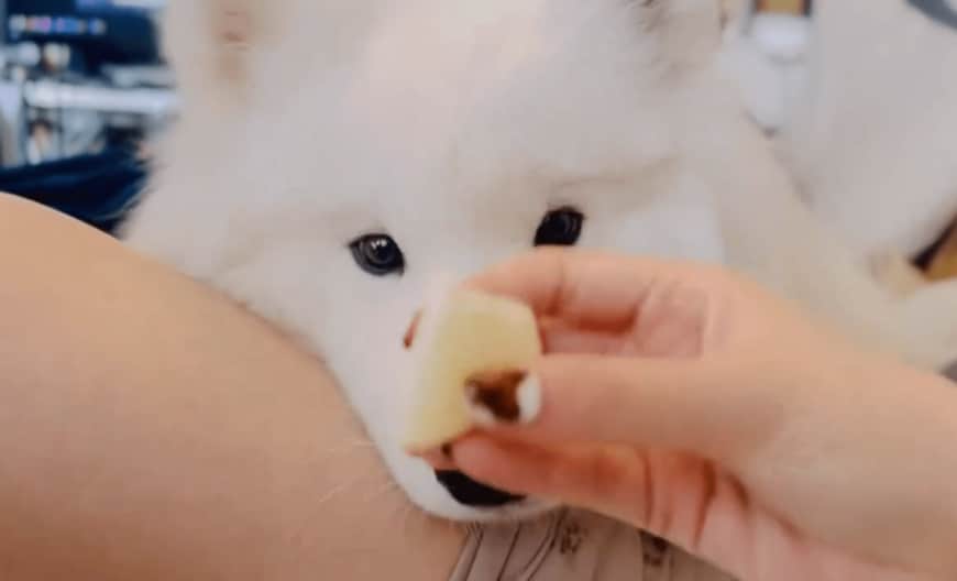 リンゴが食べたいサモエド