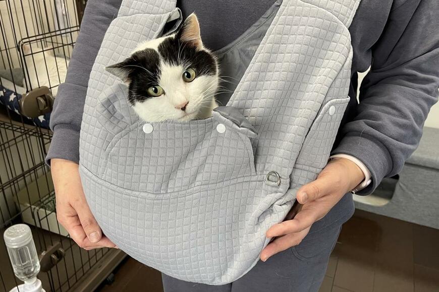元野良猫のリラックスした姿