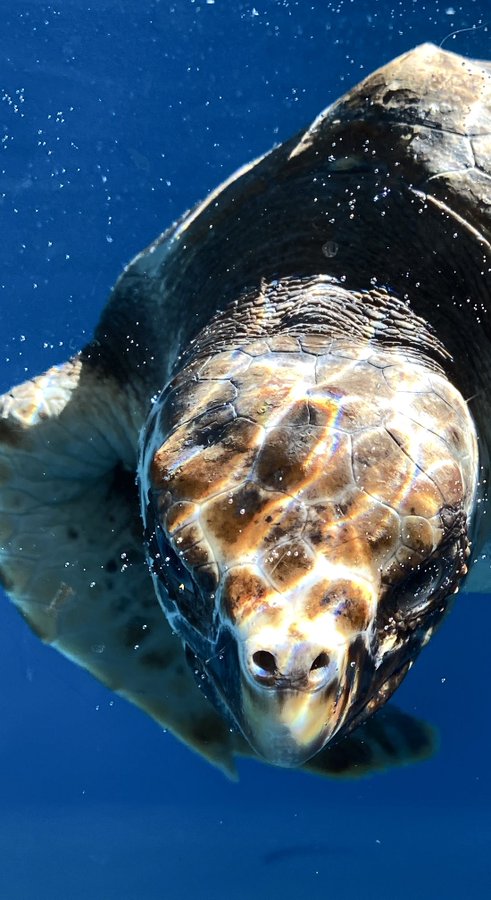 輝いて写るアカウミガメ