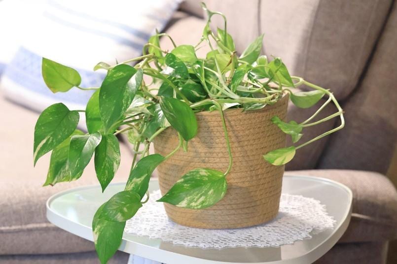 ベージュの紙鉢カバーに飾られた緑色の観葉植物