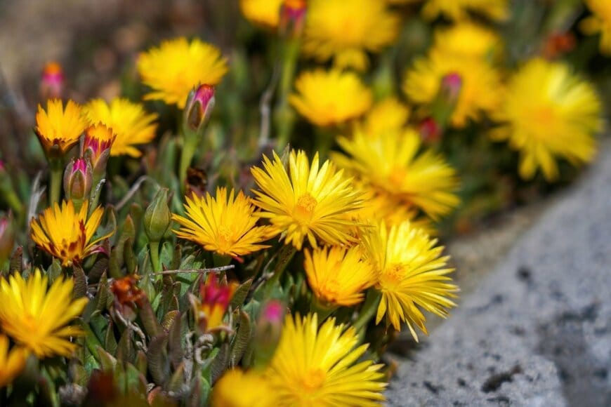 黄色いマツバギクの花々
