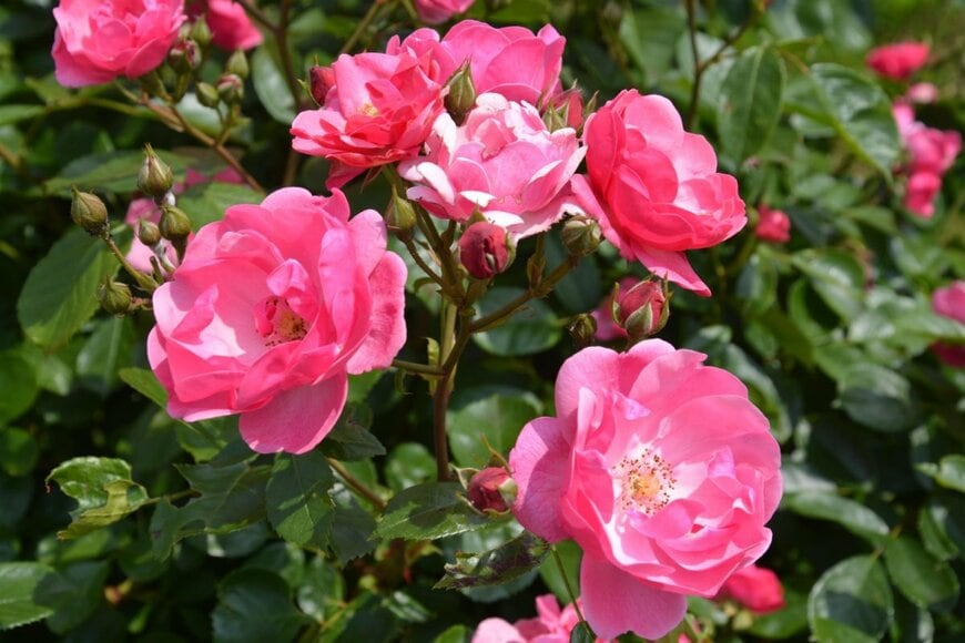 ピンクの花を咲かせている、アンジェラ