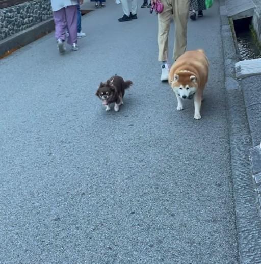 散歩する犬