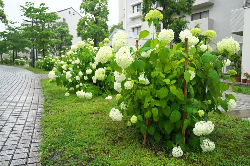白いアジサイ、アナベルの花が咲いている