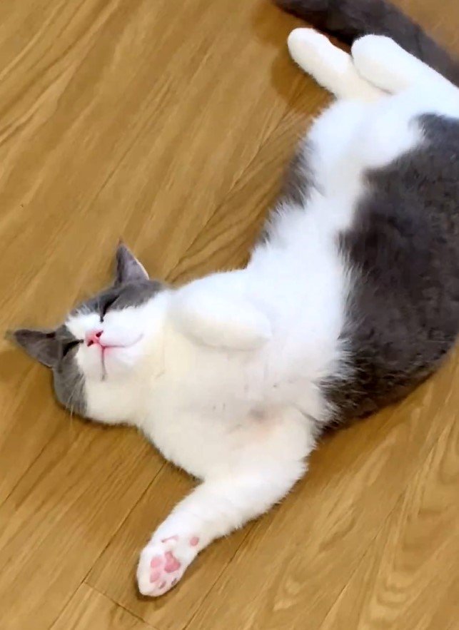 キンパ作りと猫