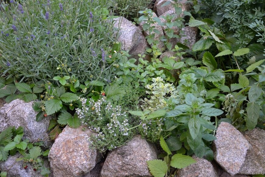 ロックガーデンに咲くハーブなどの植物