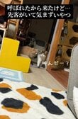 【気まずい……】飼い主さんに呼ばれた猫ちゃんたち！突然戸惑った理由とは？！