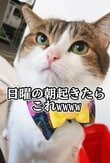 【猫飼いさんあるある】日曜の朝にガン見してくる猫ちゃん…訴えの内容に思わず共感