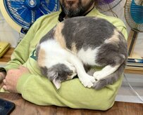 アンモニャイトになりかけの猫ちゃん、その「想定外の居場所」とは？　まさかの光景に【1.1万いいね】