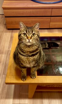 頭をなでてほしい猫がとった「まさかの行動」にXユーザー驚き！