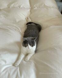 快適そうにくつろぐ猫さん　よく見ると…「足」に魅了されてしまう人が続出