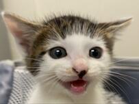 前髪柄の子猫と家族になって4年　子猫時代の様子に悶絶の声