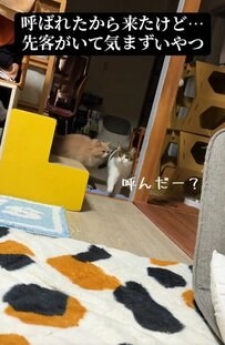 【気まずい……】飼い主さんに呼ばれた猫ちゃんたち！突然戸惑った理由とは？！