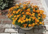 1苗で驚くほど香る！春の「香りのいい花」3つ。はちみつにフルーツ、ミントの香りも。玄関先やベランダが〈癒し空間〉に！