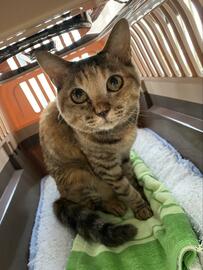 キャリーでまったりする元保護猫ちゃん！でも病院が好きなわけではない！？