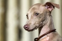 【胸がギュッとなる】犬が階段で粗相　掃除をする飼い主を見つめる様子に「愛おしい」