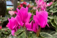 ひっくり返ったまま放置されたシクラメンの植木鉢　「1年後のまさかの変化」に驚きの声が続出