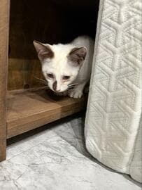 「寒くなる前に保護できて良かった」　猛暑の中さまよっていた子猫を保護　顔つきの変化に思わず感動