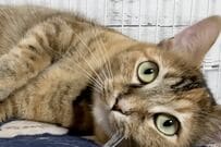 【猫の無言のプレッシャー】お気に入りの場所を取られた猫ちゃん　まさかの行動に「人間でも思わず譲ってしまう」　